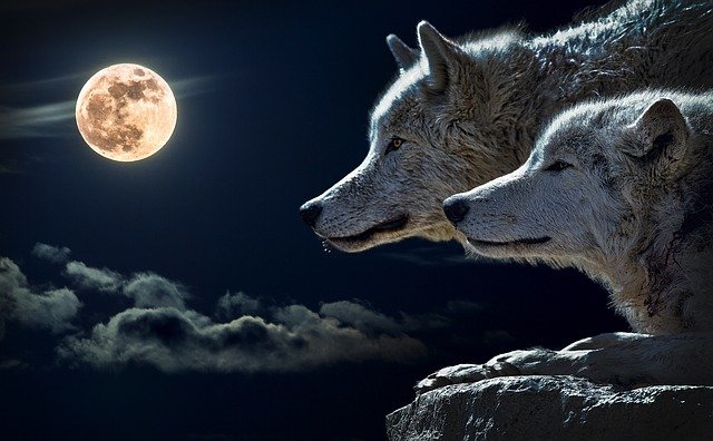 loups sous la lune